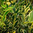 Cesmína altaklarenská 'Belgica Aurea' - Ilex altaclerensis 'Belgica Aurea'