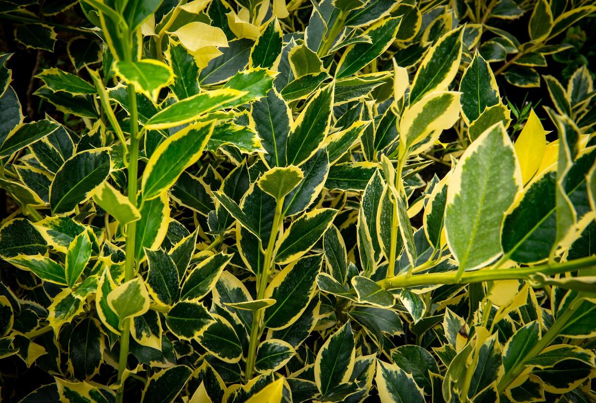 Cesmína altaklarenská 'Belgica Aurea' - Ilex altaclerensis 'Belgica Aurea'