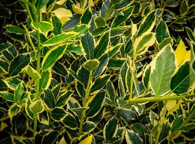 Cesmína altaklarenská 'Belgica Aurea' - Ilex altaclerensis 'Belgica Aurea'