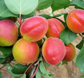 Meruňka pozdní 'Harogem' - Prunus armeniaca 'Harogem'