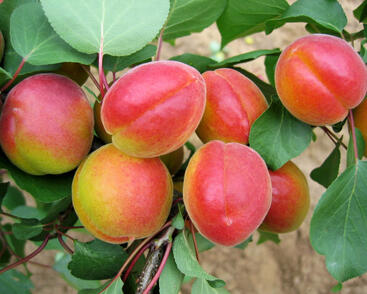 Meruňka pozdní 'Harogem'