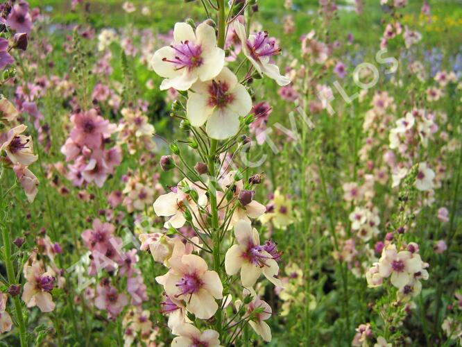 Divizna brunátná 'Southern Charm' - Verbascum phoeniceum 'Southern Charm'