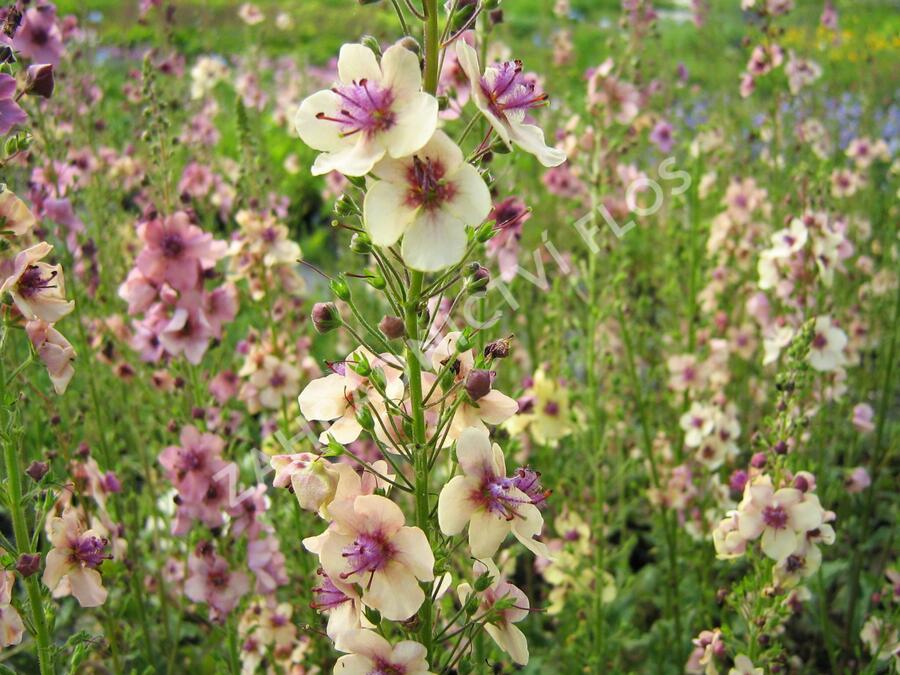Divizna brunátná 'Southern Charm' - Verbascum phoeniceum 'Southern Charm'