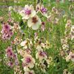 Divizna brunátná 'Southern Charm' - Verbascum phoeniceum 'Southern Charm'