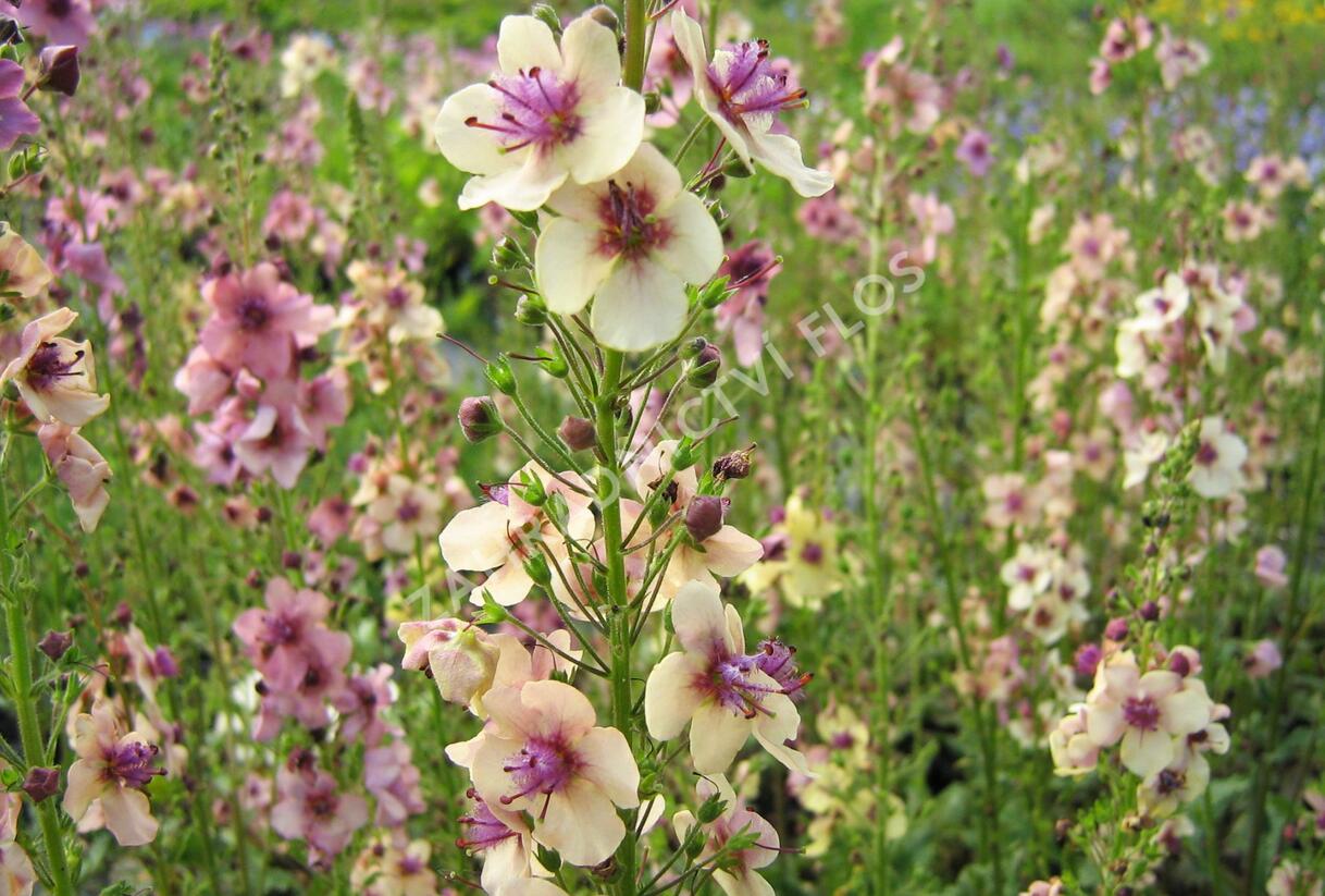Divizna brunátná 'Southern Charm' - Verbascum phoeniceum 'Southern Charm'