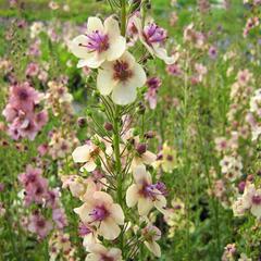 Divizna brunátná 'Southern Charm' - Verbascum phoeniceum 'Southern Charm'