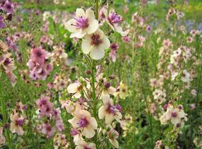 Divizna brunátná 'Southern Charm' - Verbascum phoeniceum 'Southern Charm'