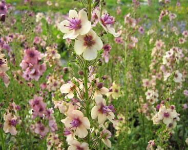 Divizna brunátná 'Southern Charm'