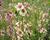 Divizna brunátná 'Southern Charm'