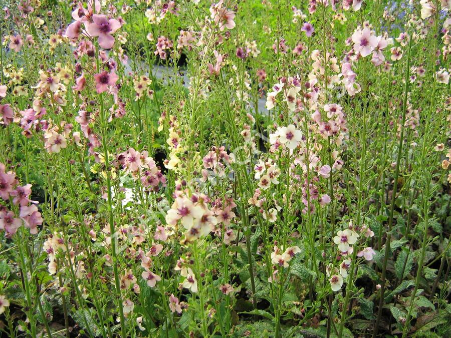 Divizna brunátná 'Southern Charm' - Verbascum phoeniceum 'Southern Charm'