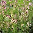 Divizna brunátná 'Southern Charm' - Verbascum phoeniceum 'Southern Charm'