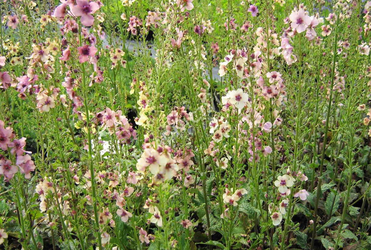 Divizna brunátná 'Southern Charm' - Verbascum phoeniceum 'Southern Charm'