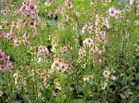 Divizna brunátná 'Southern Charm' - Verbascum phoeniceum 'Southern Charm'