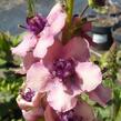 Divizna brunátná 'Southern Charm' - Verbascum phoeniceum 'Southern Charm'