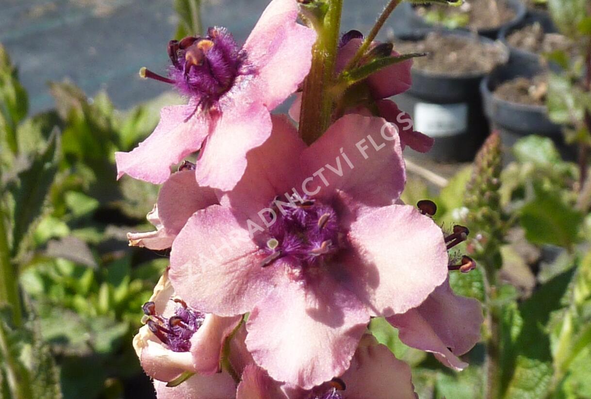 Divizna brunátná 'Southern Charm' - Verbascum phoeniceum 'Southern Charm'