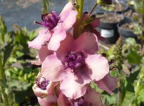 Divizna brunátná 'Southern Charm' - Verbascum phoeniceum 'Southern Charm'