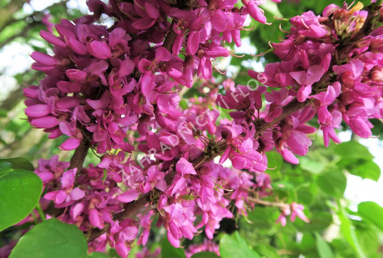 Zmarlika čínská 'Avondale' - Cercis chinensis 'Avondale'