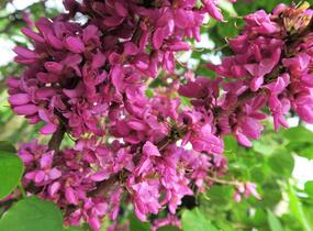 Zmarlika čínská 'Avondale' - Cercis chinensis 'Avondale'