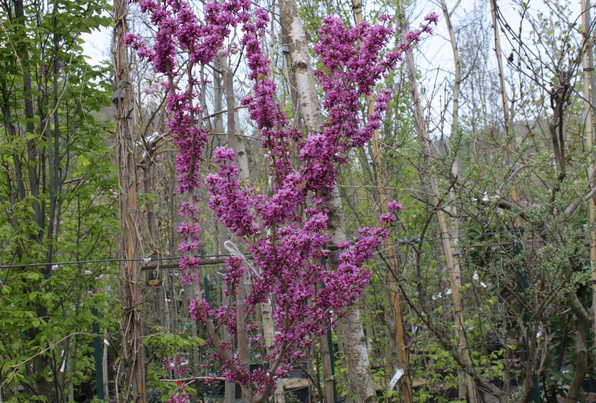 Zmarlika čínská 'Avondale' - Cercis chinensis 'Avondale'