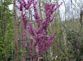 Zmarlika čínská 'Avondale' - Cercis chinensis 'Avondale'