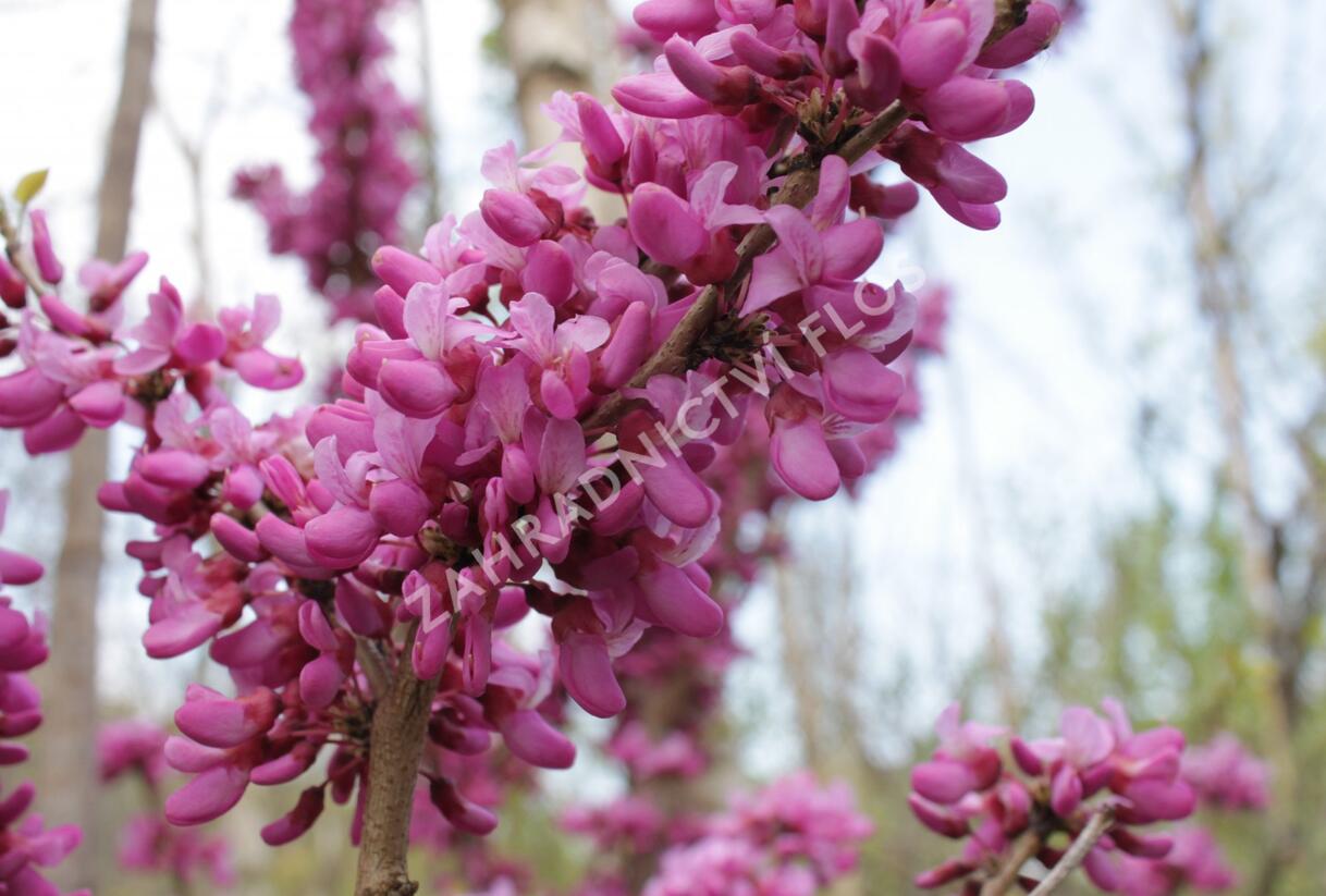 Zmarlika čínská 'Avondale' - Cercis chinensis 'Avondale'