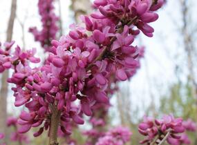 Zmarlika čínská 'Avondale' - Cercis chinensis 'Avondale'