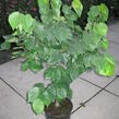 Zmarlika čínská 'Avondale' - Cercis chinensis 'Avondale'