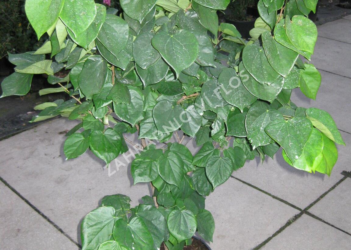 Zmarlika čínská 'Avondale' - Cercis chinensis 'Avondale'