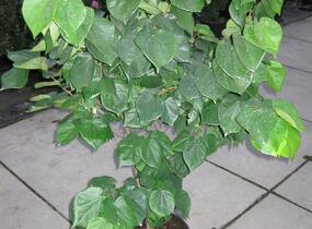 Zmarlika čínská 'Avondale' - Cercis chinensis 'Avondale'