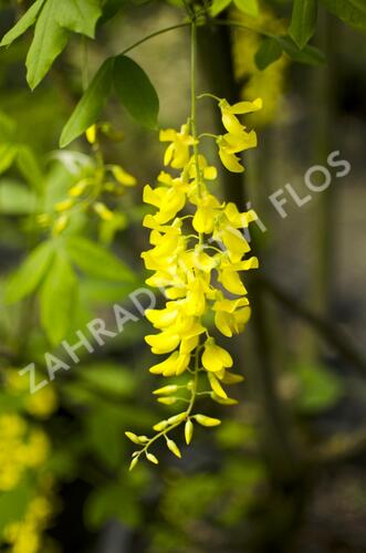 Štědřenec Watererův 'Vossii' - Laburnum watereri 'Vossii'