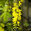 Štědřenec Watererův 'Vossii' - Laburnum watereri 'Vossii'