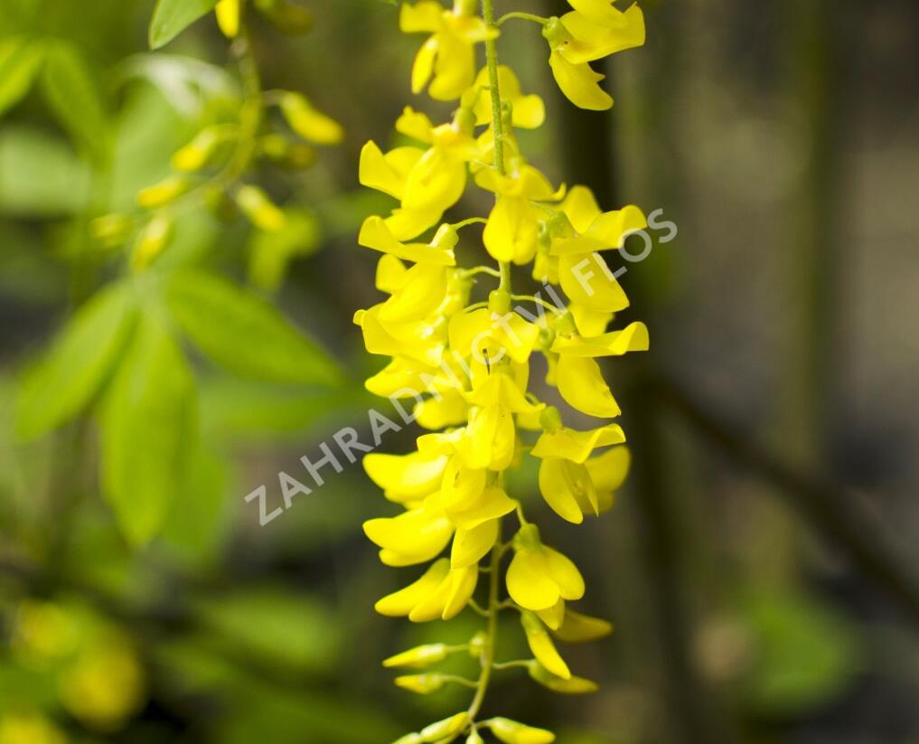 Štědřenec Watererův 'Vossii' - Laburnum watereri 'Vossii'