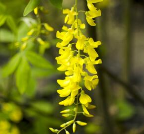 Štědřenec Watererův 'Vossii' - Laburnum watereri 'Vossii'