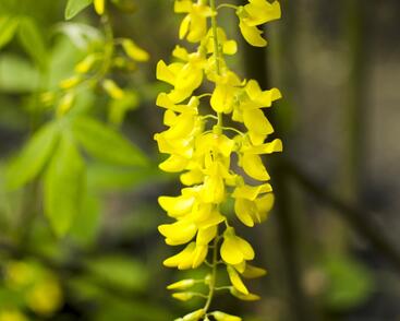 Štědřenec Watererův 'Vossii'