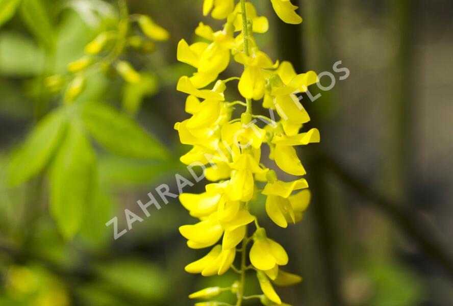 Štědřenec Watererův 'Vossii' - Laburnum watereri 'Vossii'