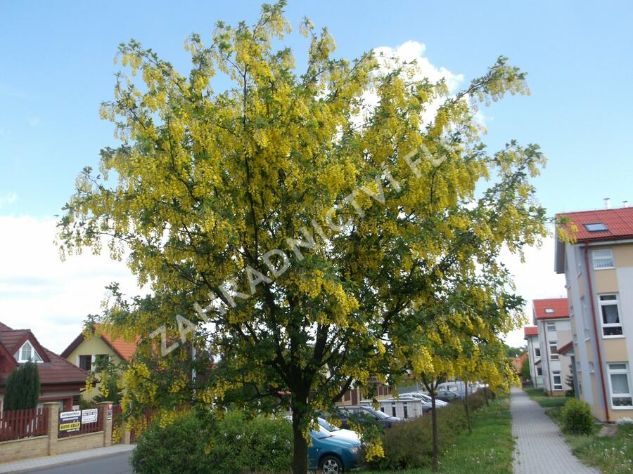 Štědřenec Watererův 'Vossii' - Laburnum watereri 'Vossii'