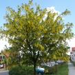 Štědřenec Watererův 'Vossii' - Laburnum watereri 'Vossii'