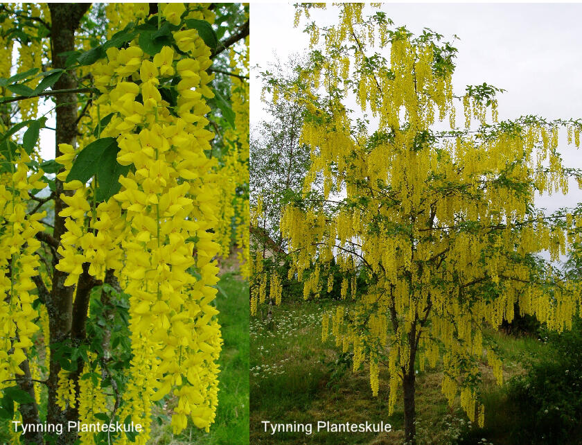 Štědřenec Watererův 'Vossii' - Laburnum watereri 'Vossii'
