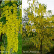 Štědřenec Watererův 'Vossii' - Laburnum watereri 'Vossii'