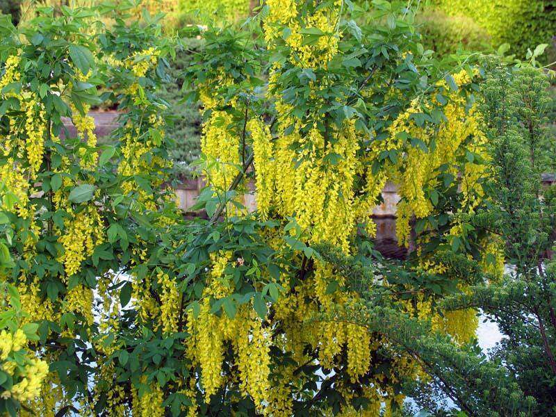 Štědřenec Watererův 'Vossii' - Laburnum watereri 'Vossii'
