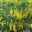 Štědřenec Watererův 'Vossii' - Laburnum watereri 'Vossii'