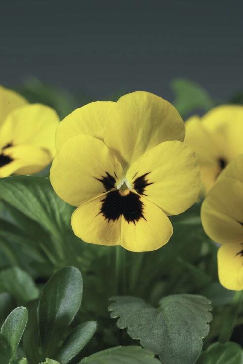 Violka růžkatá 'Rocky Yellow with Blotch' - Viola cornuta 'Rocky Yellow with Blotch'