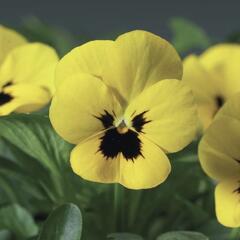 Violka růžkatá 'Rocky Yellow with Blotch' - Viola cornuta 'Rocky Yellow with Blotch'