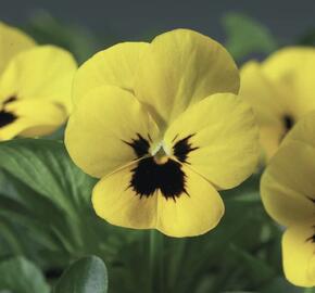 Violka růžkatá 'Rocky Yellow with Blotch'