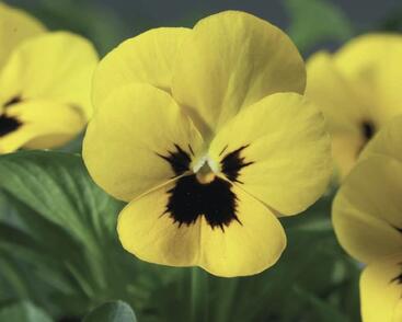 Violka růžkatá 'Rocky Yellow with Blotch'
