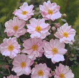 Sasanka 'Lorelei' - Anemone hupehensis 'Lorelei'