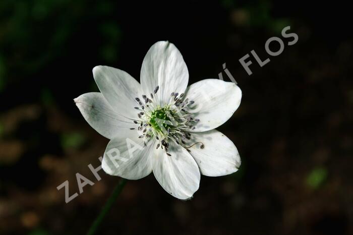 Sasanka Leveillova - Anemone leveillei