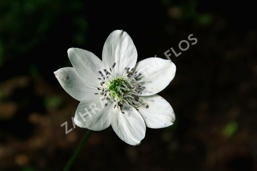 Sasanka Leveillova - Anemone leveillei