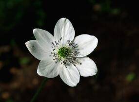 Sasanka Leveillova - Anemone leveillei