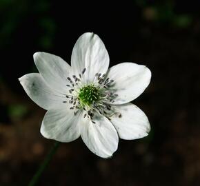 Sasanka Leveillova - Anemone leveillei